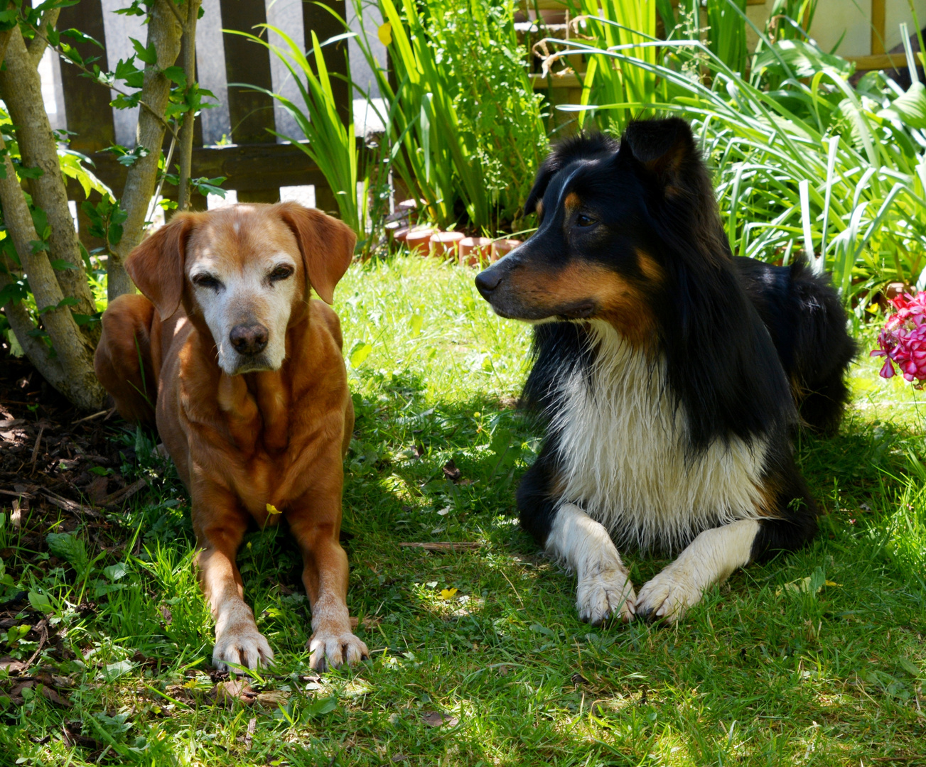 Sancho und unser Gast-Hund