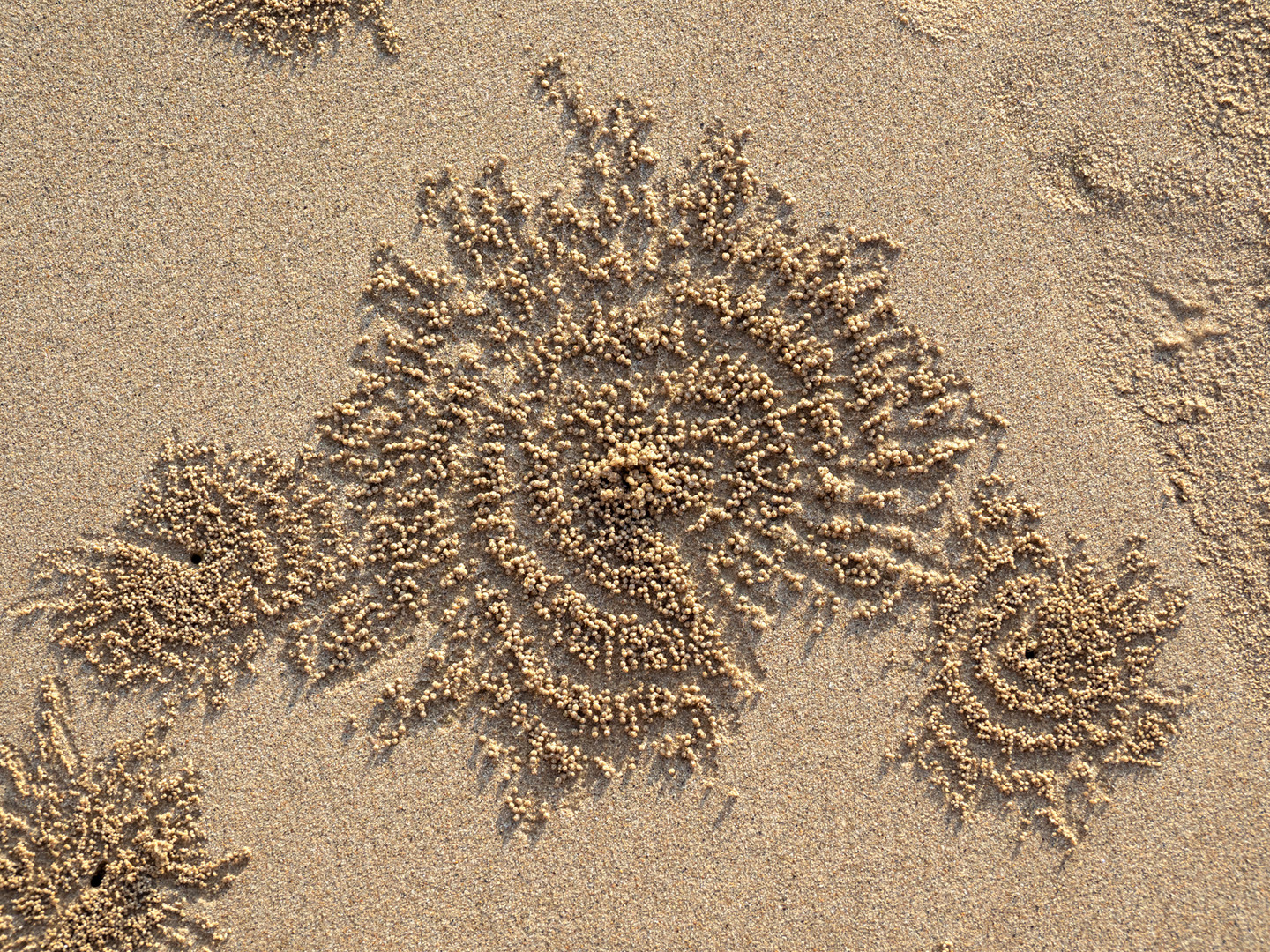 Sand Bubbler Crab