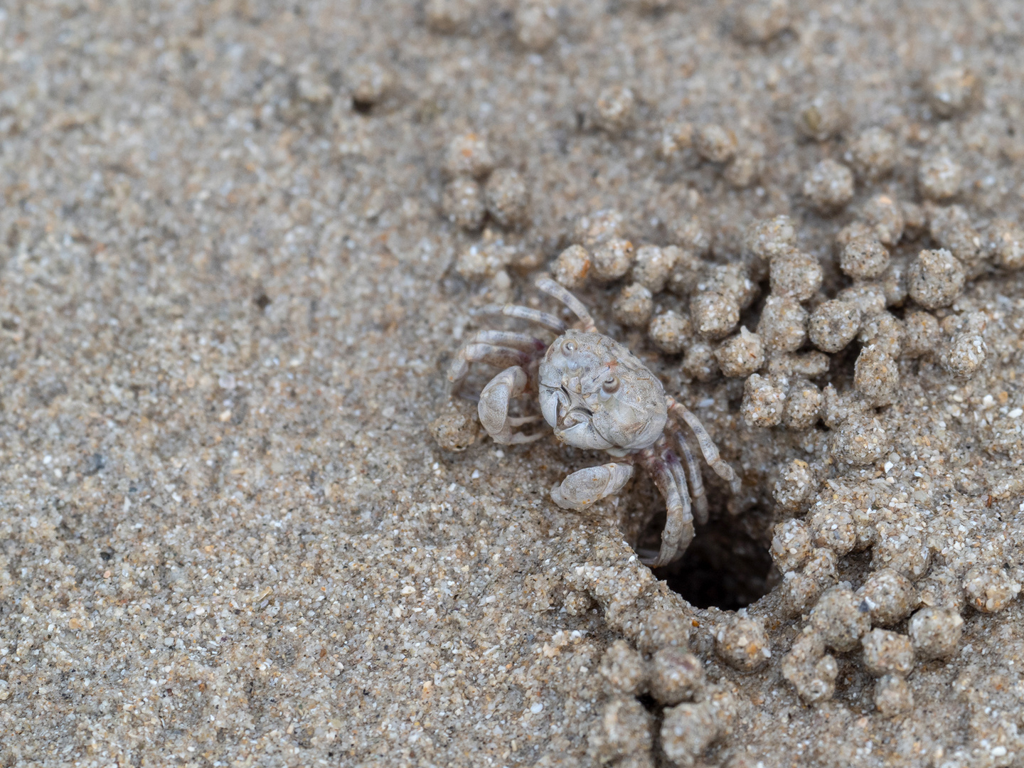 Sand Bubbler Crab