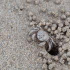 Sand Bubbler Crab