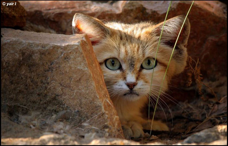 Sand Cat