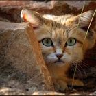 Sand Cat