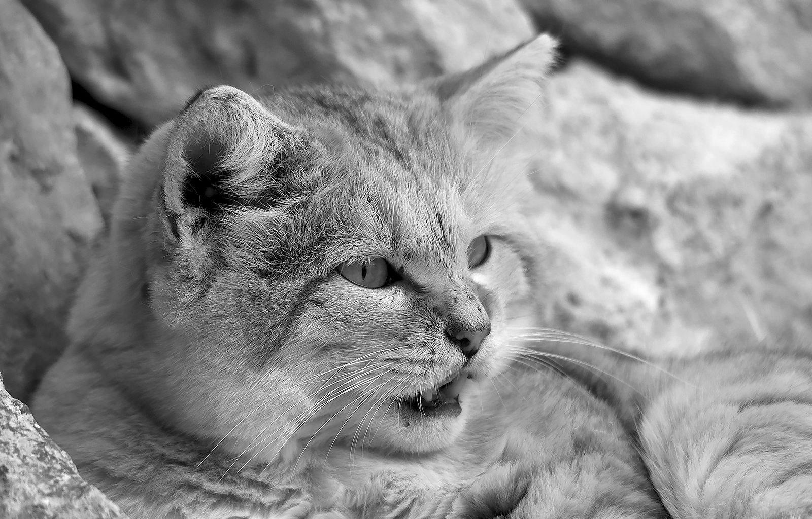 Sand cat - BW