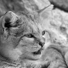 Sand cat - BW