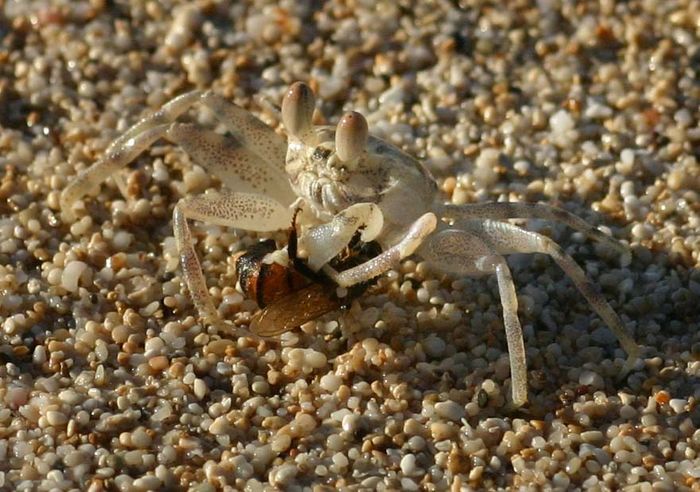 Sand Crab and a bee