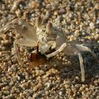 Sand Crab and a bee