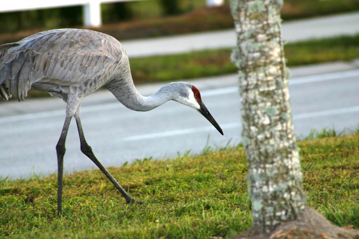 Sand Crane