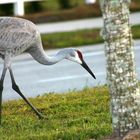 Sand Crane