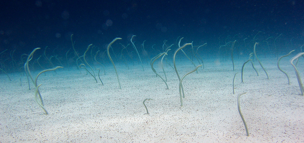 Sand eels