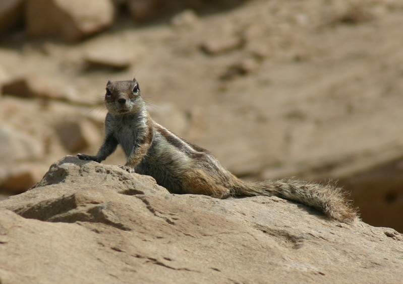 Sand-Eichhörnchen