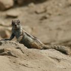 Sand-Eichhörnchen