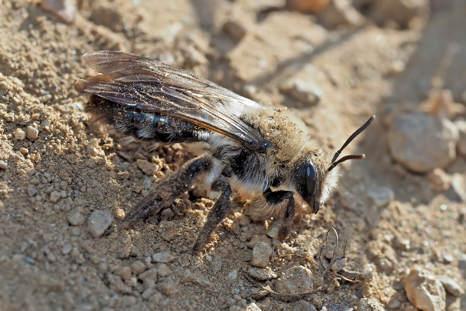 Sand-, Erdbienen-Art der Gattung Andrena (1. Foto) - Les Andrènes: petites abeilles solitaires...