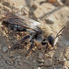 Sand-, Erdbienen-Art der Gattung Andrena (1. Foto) - Les Andrènes: petites abeilles solitaires...