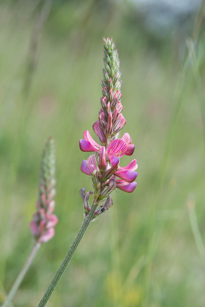 Sand-Esparsette (Onobrychis arenaria)