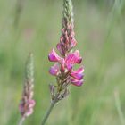 Sand-Esparsette (Onobrychis arenaria)