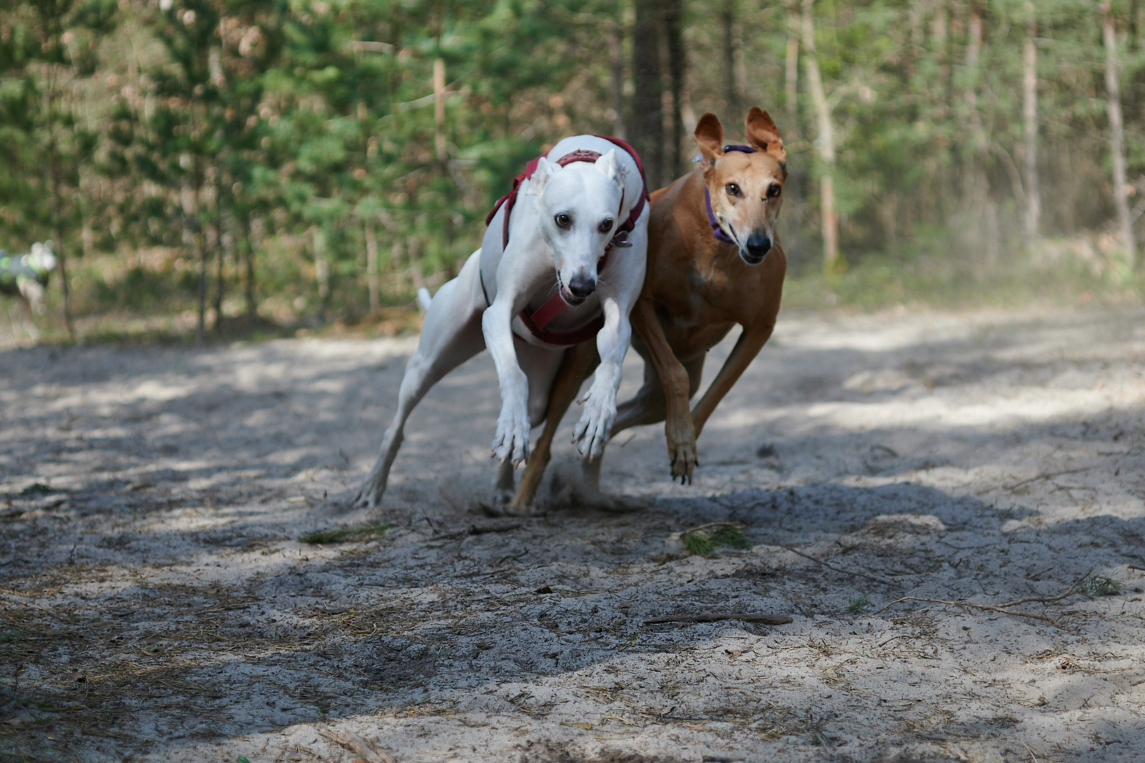 Sand + Galgos = Rennen