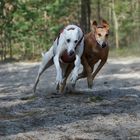 Sand + Galgos = Rennen