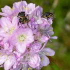 Sand-Grasnelke mit Grasnelkenrüsslern (Sibinia sodalis)