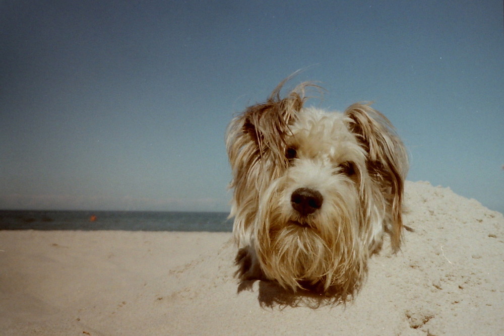 Sand-Hund