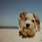 Sand-Hund