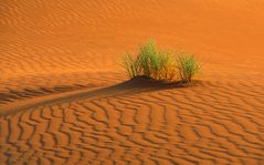 Sand im Bild (mit Gras)