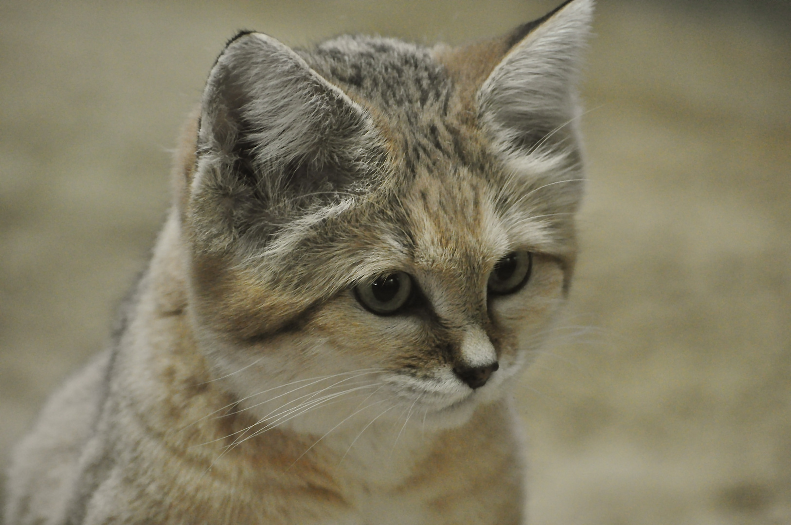 Sand Katze Portrait