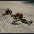 Sand-Krabbler