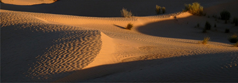 sand, licht und blattwerk...