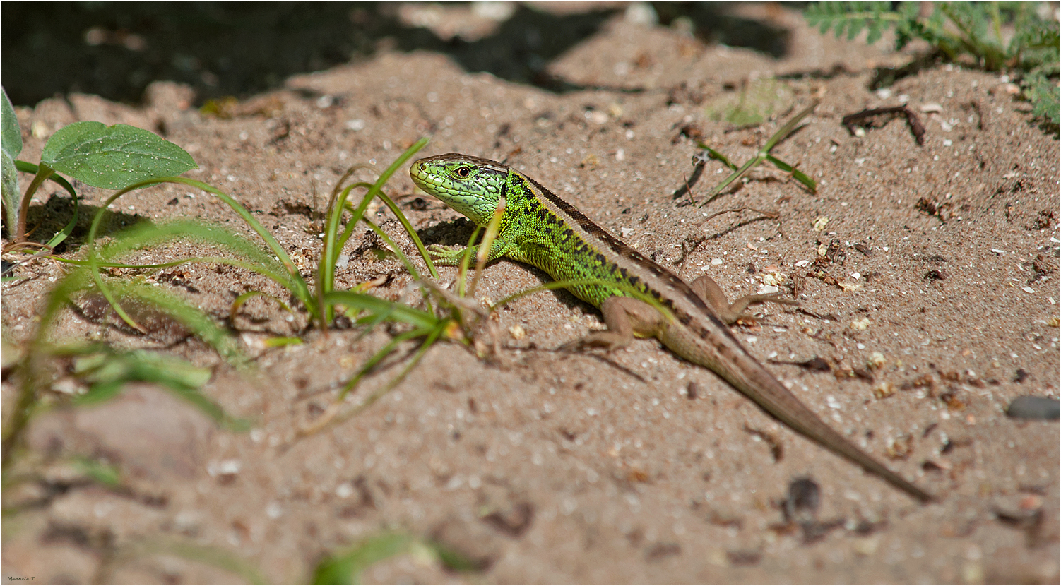 Sand Lizard