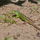 Sand Lizard