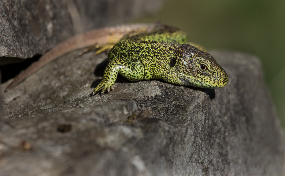 Sand Lizard