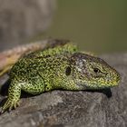 Sand Lizard