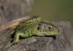 Sand Lizard