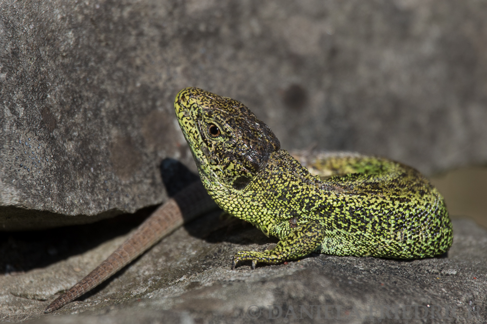 Sand Lizard II