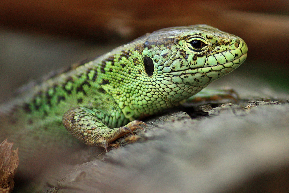 Sand Lizard (Lacerta agilis)