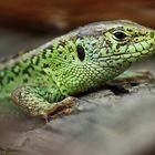 Sand Lizard (Lacerta agilis)