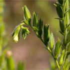 Sand-Lotwurz (Onosma arenaria)