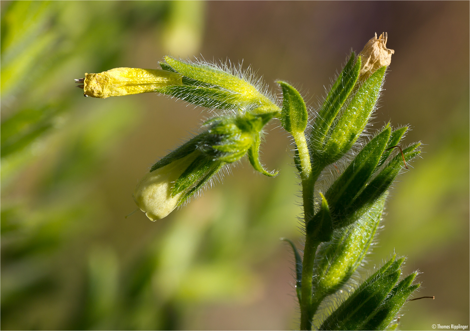 Sand-Lotwurz (Onosma arenaria), sie ist echt selten!