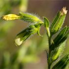 Sand-Lotwurz (Onosma arenaria), sie ist echt selten!