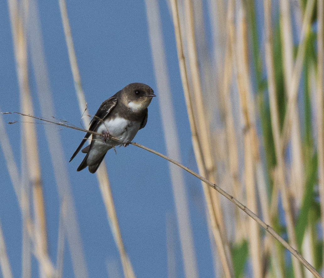 Sand Martin (Juvenile)