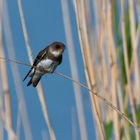 Sand Martin (Juvenile)