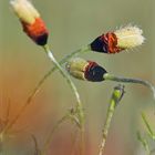 Sand-Mohn