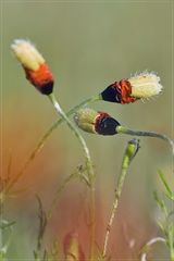 Sand-Mohn