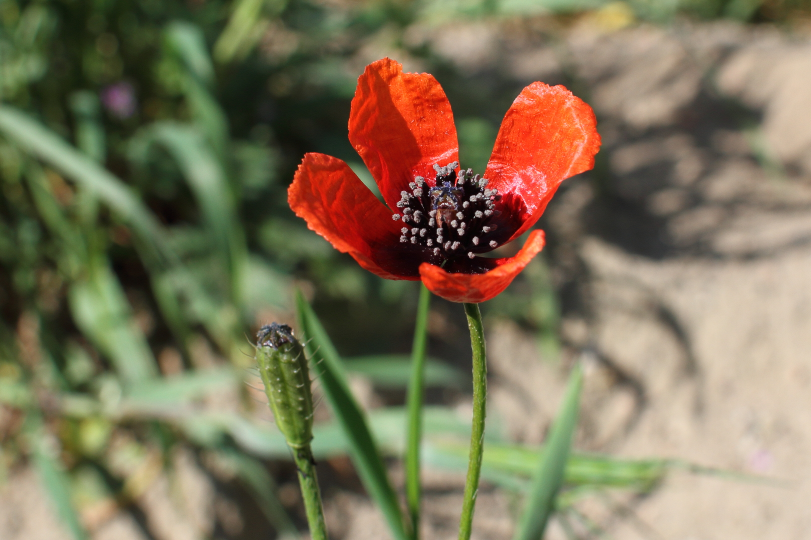 Sand-Mohn - mein Mittwochsblümchen