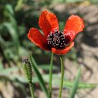 Sand-Mohn - mein Mittwochsblümchen