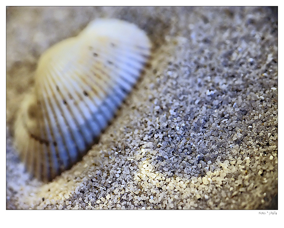 Sand + Muschel