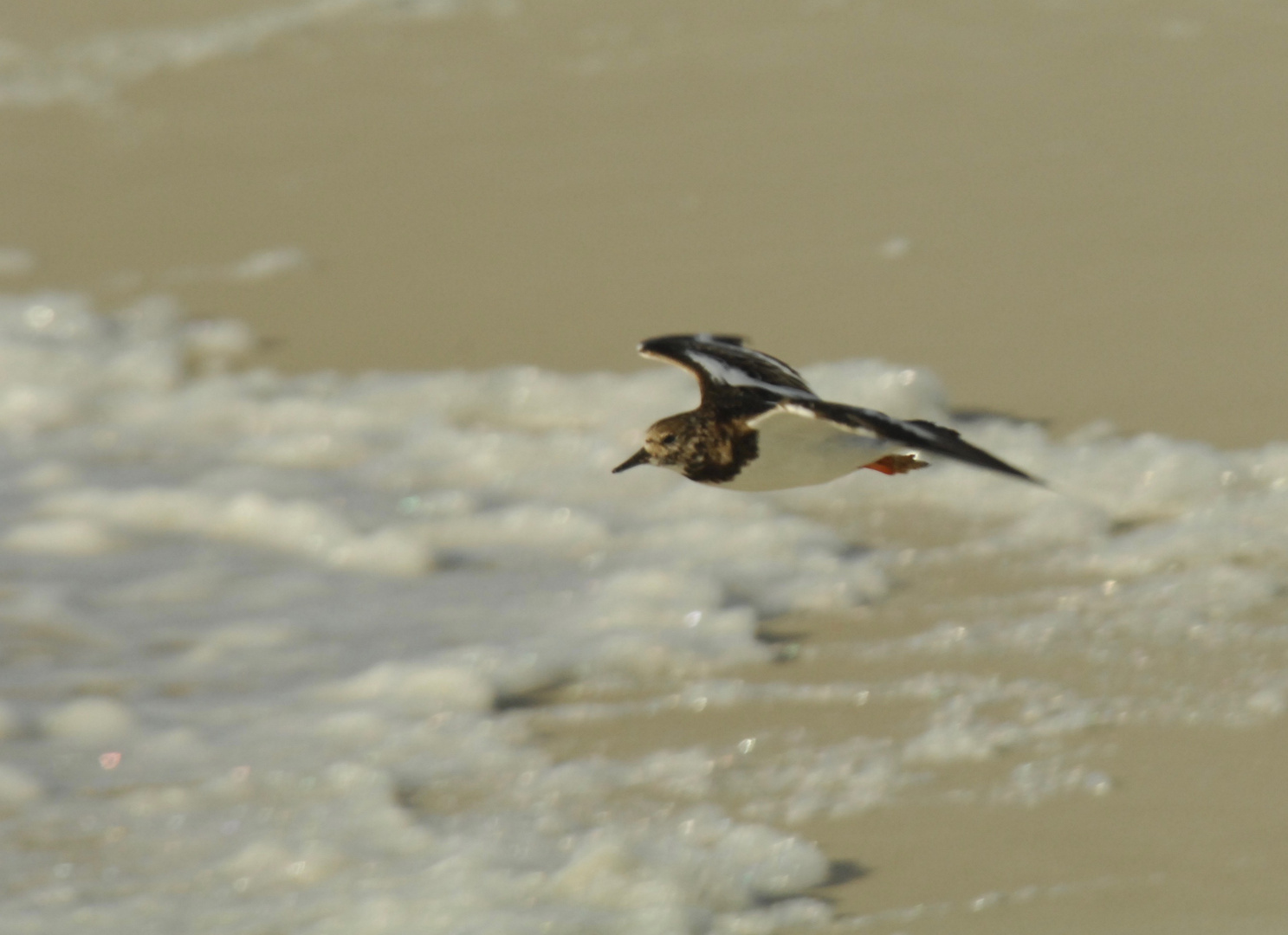 Sand Piper am Stand von Orange Beach im Flug