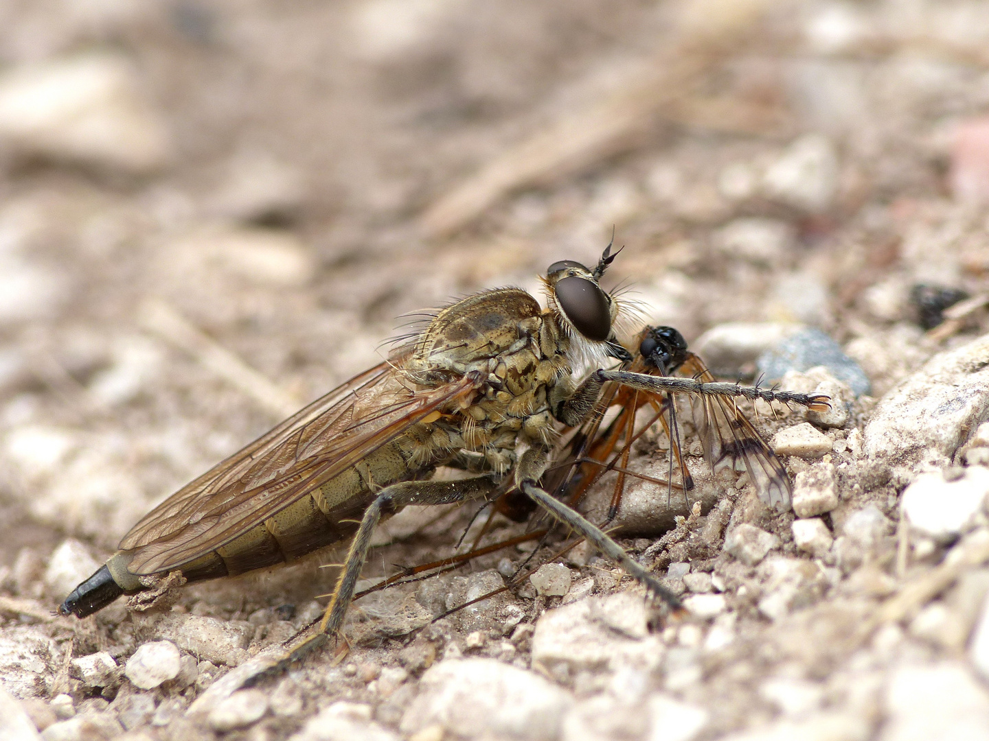 Sand-Raubfliege ( Philonicus albiceps )