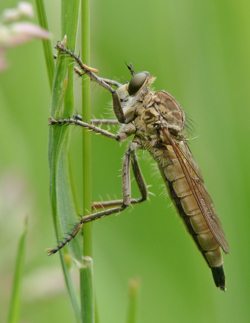 Sand-Raubfliege XXL(Philonicus albiceps)