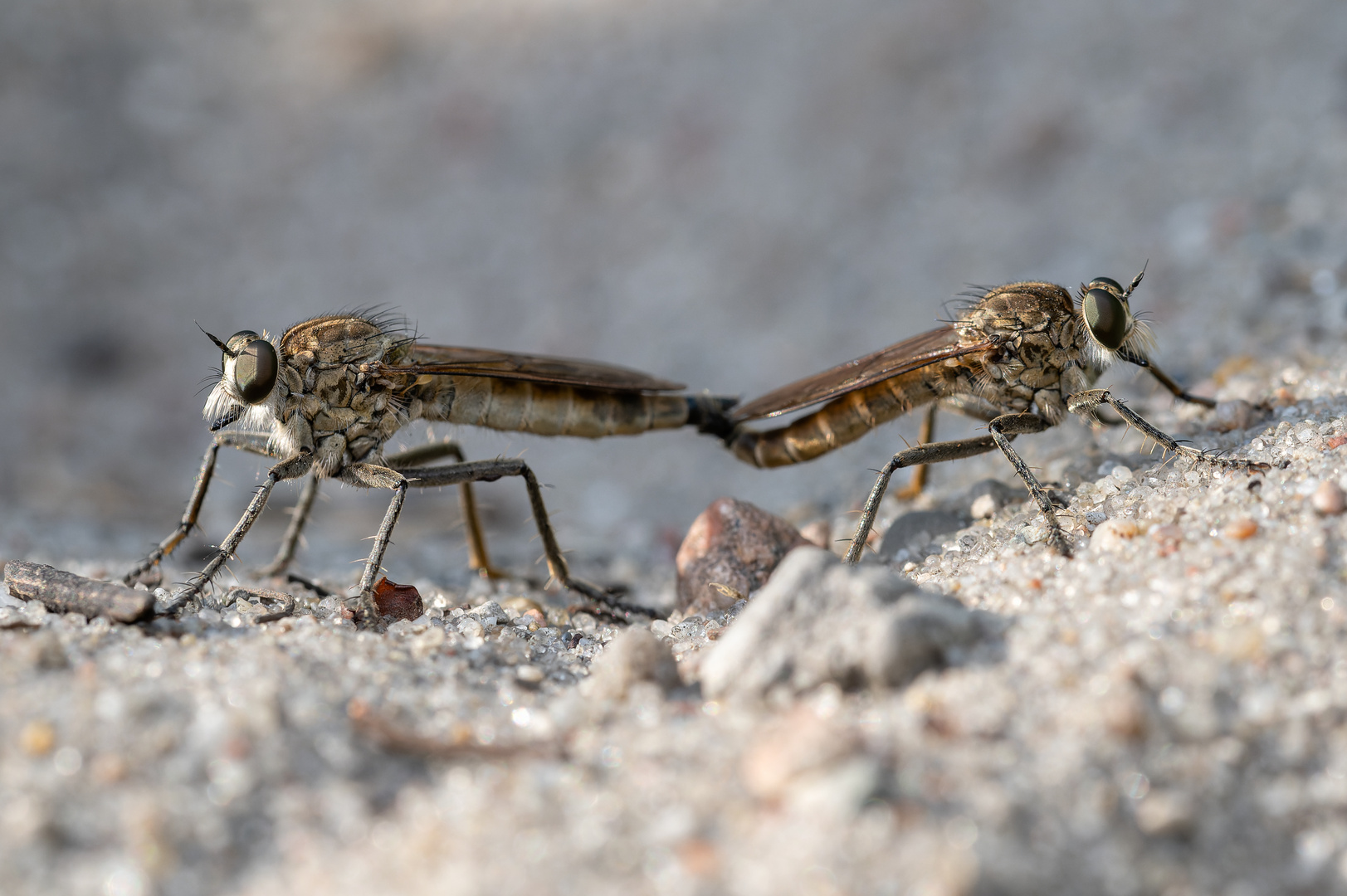 Sand-Raubfliegen (Philonicus albiceps)